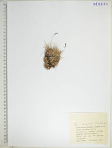 KHA8884, Poa alpigena Lindm., Siberia, Russian Far East (S6) (Russia)