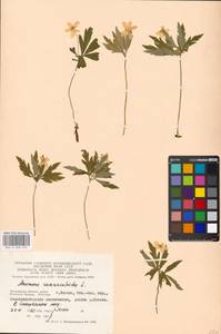 Anemone ranunculoides L., Eastern Europe, Moscow region (E4a) (Russia)