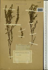Artemisia desertorum Spreng., Siberia (no precise locality) (S0) (Russia)