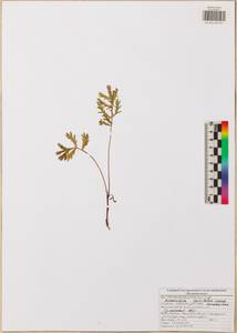 Artemisia latifolia Ledeb., Eastern Europe, Central region (E4) (Russia)