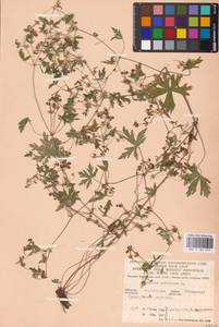 Geranium sibiricum L., Eastern Europe, Eastern region (E10) (Russia)