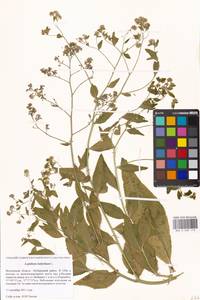 Lepidium latifolium L., Eastern Europe, Moscow region (E4a) (Russia)