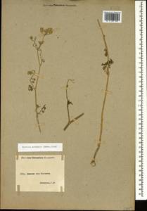 Torilis arvensis (Huds.) Link, Caucasus, Armenia (K5) (Armenia)