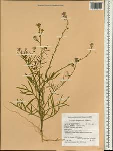 Erucaria hispanica (L.) Druce, South Asia, South Asia (Asia outside ex-Soviet states and Mongolia) (ASIA) (Cyprus)