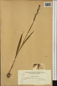 Gladiolus illyricus W.D.J.Koch, Western Europe (EUR) (Bulgaria)
