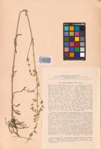 Silene borysthenica (Gruner) Walters, Eastern Europe, Lithuania (E2a) (Lithuania)