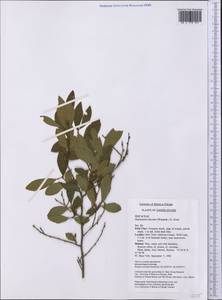 Gaylussacia baccata (Wang.) K. Koch, America (AMER) (United States)