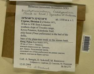 Brachytheciastrum trachypodium (Brid.) Ignatov & Huttunen, Bryophytes, Bryophytes - Asia (outside ex-Soviet states) (BAs) (Cyprus)
