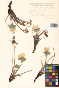 Pulsatilla taraoi (Makino) Takeda ex Zāmelis & Paegle, Siberia, Russian Far East (S6) (Russia)