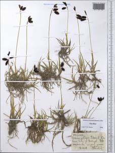 Carex, Middle Asia, Northern & Central Tian Shan (M4) (Kyrgyzstan)