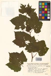 Parthenocissus tricuspidata (Siebold & Zucc.) Planch., Siberia, Russian Far East (S6) (Russia)