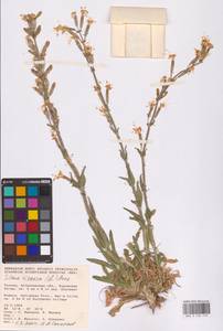 Silene viscosa (L.) Pers., Eastern Europe, Lower Volga region (E9) (Russia)