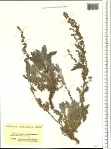 Artemisia schrenkiana Ledeb., Siberia, Altai & Sayany Mountains (S2) (Russia)