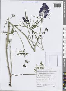 Aconitum ambiguum subsp. baicalense (Turcz. ex Rapaics) Vorosch., Siberia, Yakutia (S5) (Russia)