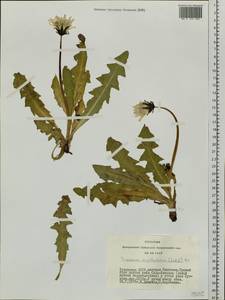 Taraxacum ceratophorum (Ledeb.) DC., Siberia, Altai & Sayany Mountains (S2) (Russia)