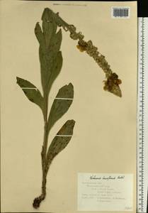 Verbascum densiflorum Bertol., Eastern Europe, Central forest-and-steppe region (E6) (Russia)
