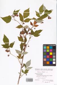 Rubus idaeus L., Eastern Europe, Northern region (E1) (Russia)
