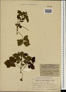 Rubus hirtimimus, Crimea (KRYM) (Russia)