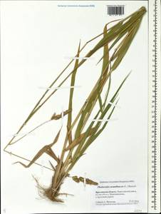 Phalaris arundinacea L., Eastern Europe, Central forest region (E5) (Russia)