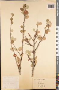 Cotoneaster, Middle Asia, Kopet Dag, Badkhyz, Small & Great Balkhan (M1) (Turkmenistan)