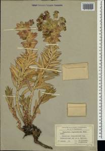 Euphorbia rigida M.Bieb., Crimea (KRYM) (Russia)