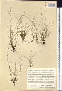 Arctodupontia scleroclada (Rupr.) Tzvelev, Siberia, Central Siberia (S3) (Russia)