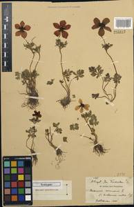 Anemone bucharica subsp. bucharica, Unclassified