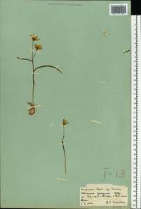 Tulipa biflora Pall., Eastern Europe, Lower Volga region (E9) (Russia)