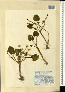 Ficaria calthifolia Rchb., Caucasus, Black Sea Shore (from Novorossiysk to Adler) (K3) (Russia)