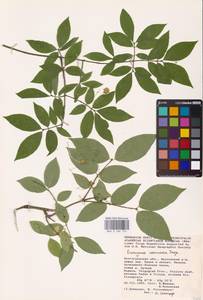 Euonymus verrucosus Scop., Eastern Europe, Lower Volga region (E9) (Russia)