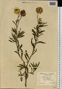 Xerochrysum bracteatum (Vent.) Tzvelev, Eastern Europe, Central forest region (E5) (Russia)