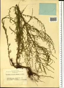 Artemisia scoparia Waldst. & Kit., Siberia, Altai & Sayany Mountains (S2) (Russia)