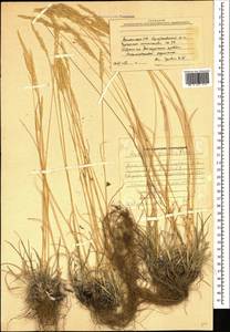 Koeleria pyramidata (Lam.) P.Beauv., Caucasus, Armenia (K5) (Armenia)