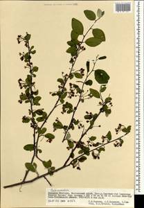 Cotoneaster, Mongolia (MONG) (Mongolia)