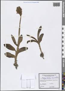 Neotinea tridentata (Scop.) R.M.Bateman, Pridgeon & M.W.Chase, South Asia, South Asia (Asia outside ex-Soviet states and Mongolia) (ASIA) (Turkey)