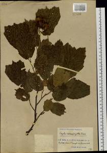 Corylus heterophylla Fisch. ex Trautv., Siberia, Russian Far East (S6) (Russia)