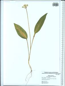 Allium ursinum L., Eastern Europe, Central region (E4) (Russia)