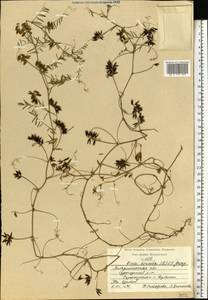 Vicia hirsuta (L.) Gray, Eastern Europe, Central region (E4) (Russia)