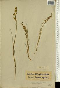 Gladiolus permeabilis F.Delaroche, Africa (AFR) (South Africa)