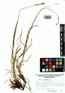 Carex cespitosa L., Siberia, Baikal & Transbaikal region (S4) (Russia)
