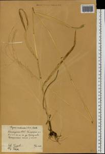 Glyceria arundinacea Kunth, Eastern Europe, Eastern region (E10) (Russia)