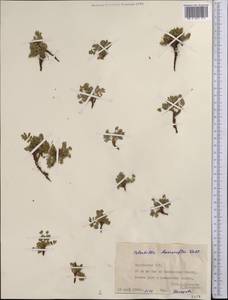 Sibbaldianthe bifurca subsp. bifurca, Middle Asia, Pamir & Pamiro-Alai (M2) (Kyrgyzstan)