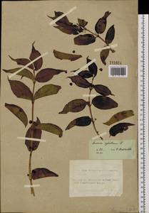 Lonicera xylosteum L., Siberia, Altai & Sayany Mountains (S2) (Russia)