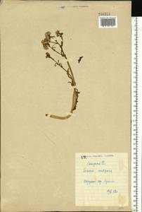Senecio vulgaris L., Eastern Europe, North Ukrainian region (E11) (Ukraine)