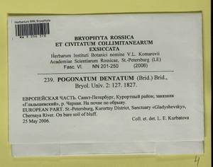 Pogonatum dentatum (Menzies ex Brid.) Brid., Bryophytes, Bryophytes - Karelia, Leningrad & Murmansk Oblasts (B4) (Russia)