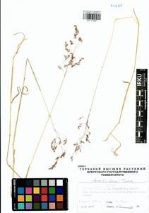 Agrostis vinealis Schreb., Siberia, Baikal & Transbaikal region (S4) (Russia)
