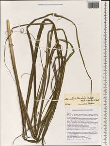 Miscanthus floridulus (Labill.) Warb. ex K.Schum. & Lauterb., South Asia, South Asia (Asia outside ex-Soviet states and Mongolia) (ASIA) (Vietnam)