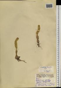 Orostachys thyrsiflora (DC.) Fisch. ex Sweet, Siberia, Altai & Sayany Mountains (S2) (Russia)