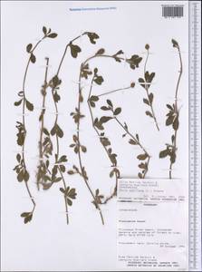 Phyla nodiflora (L.) Greene, America (AMER) (Paraguay)