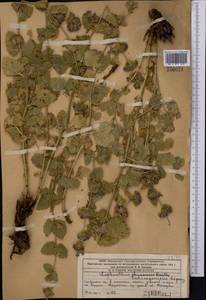 Lophanthus tschimganicus Lipsky, Middle Asia, Western Tian Shan & Karatau (M3) (Kazakhstan)